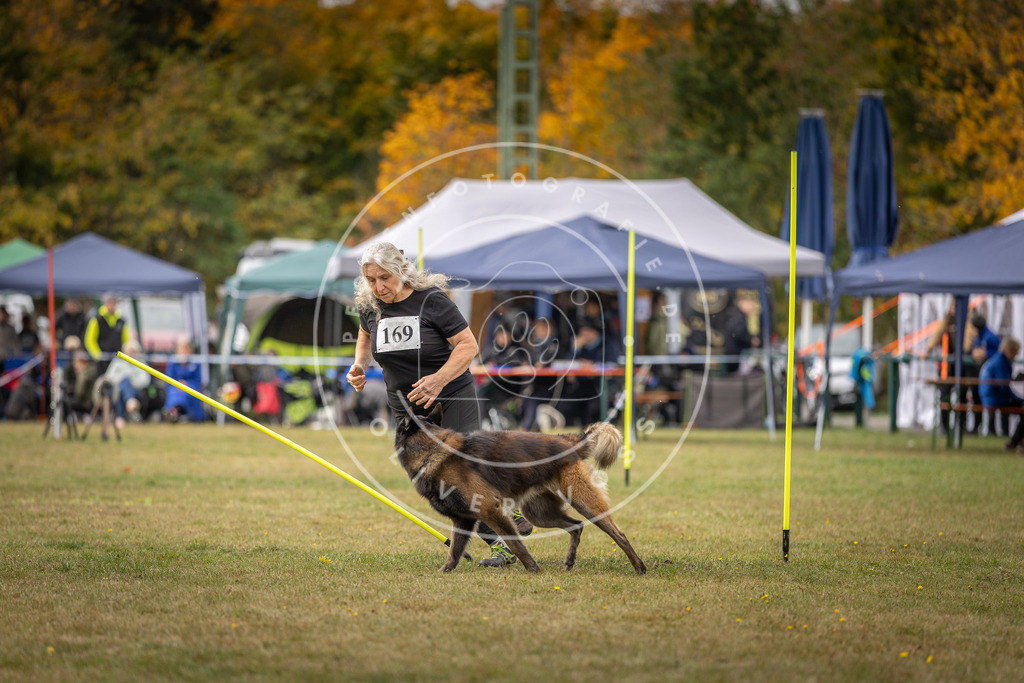 Pfotenfotografie_DV3A5817 | Hundefotografie, Tierfotograf, Pfotenfotografie, Fotoshooting Hund, Hunde Portrait, Hundesport, Hundeportraits, Heideshooting, Hunde, Sportfotograf, Hundefotograf, Turnierhundsport, THS,  - Realisiert mit Pictrs.com