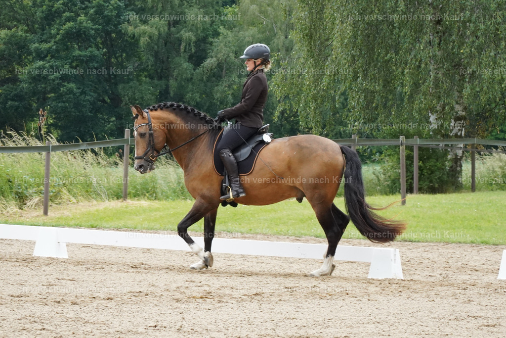 KlasseE_Lucie543 | working equitationturnier fotograf videograf stoibphotography marixx film working equitation deutschland reitsport turnierfotografie eventfotografie equestrian events