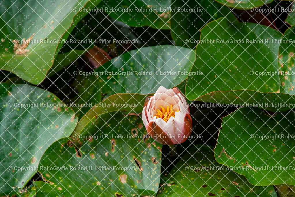 Weiße Seerose_Nymphaea alba L._Familie-Nymphaeaceae (2) | Weiße Seerose ,Nymphaea alba L., aus der Familie der Nymphaeaceae - Realisiert mit Pictrs.com