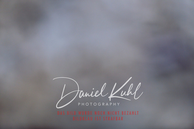 IMG_2801 | Turniersportfotografie; Pferdefotografie; Dressurfotografie