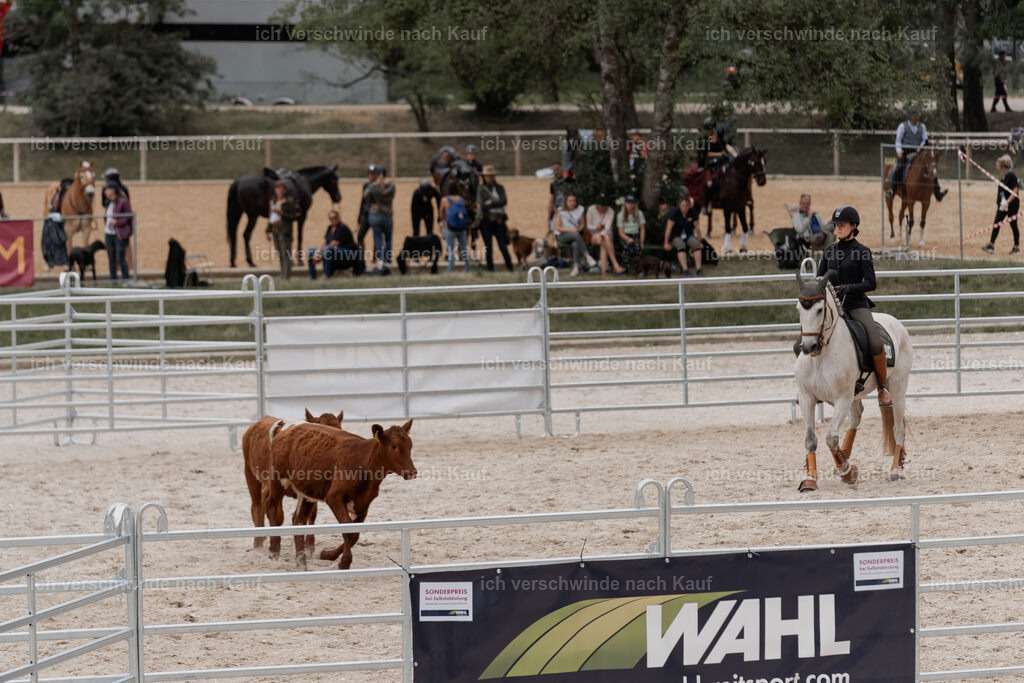 WE__Stoib_Rinder_PI2025_3100 | Pferd International München 2025
