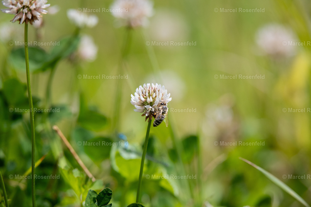 _DSC0856 | foto-rosenfeld