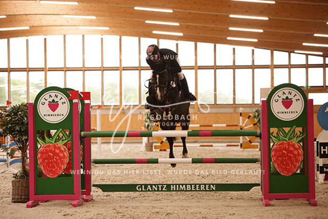 1J2A7152Paul Wiktor_ Majesta_ Kn368_ Glantz_ Hohen Wieschendorf | Foto- und Videografie für alles rund ums Pferd. Hochwertige Bilder und Videos vom Spring- und Dressurreiten, Voltigieren & mehr. Jetzt aktuelle Veranstaltungen und Preise im Shop ansehen. - Realisiert mit Pictrs.com