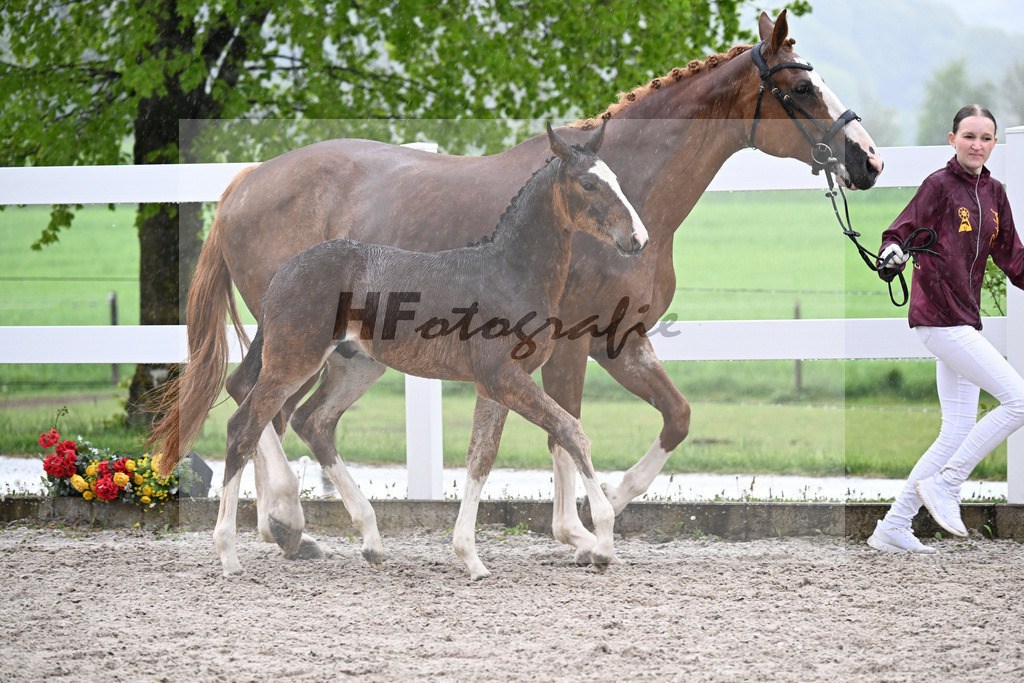 Kat-Nr. 35 HF Duplexx x Balou du Rouet_Spandl_23261301 | hf-fotografie - Realisiert mit Pictrs.com