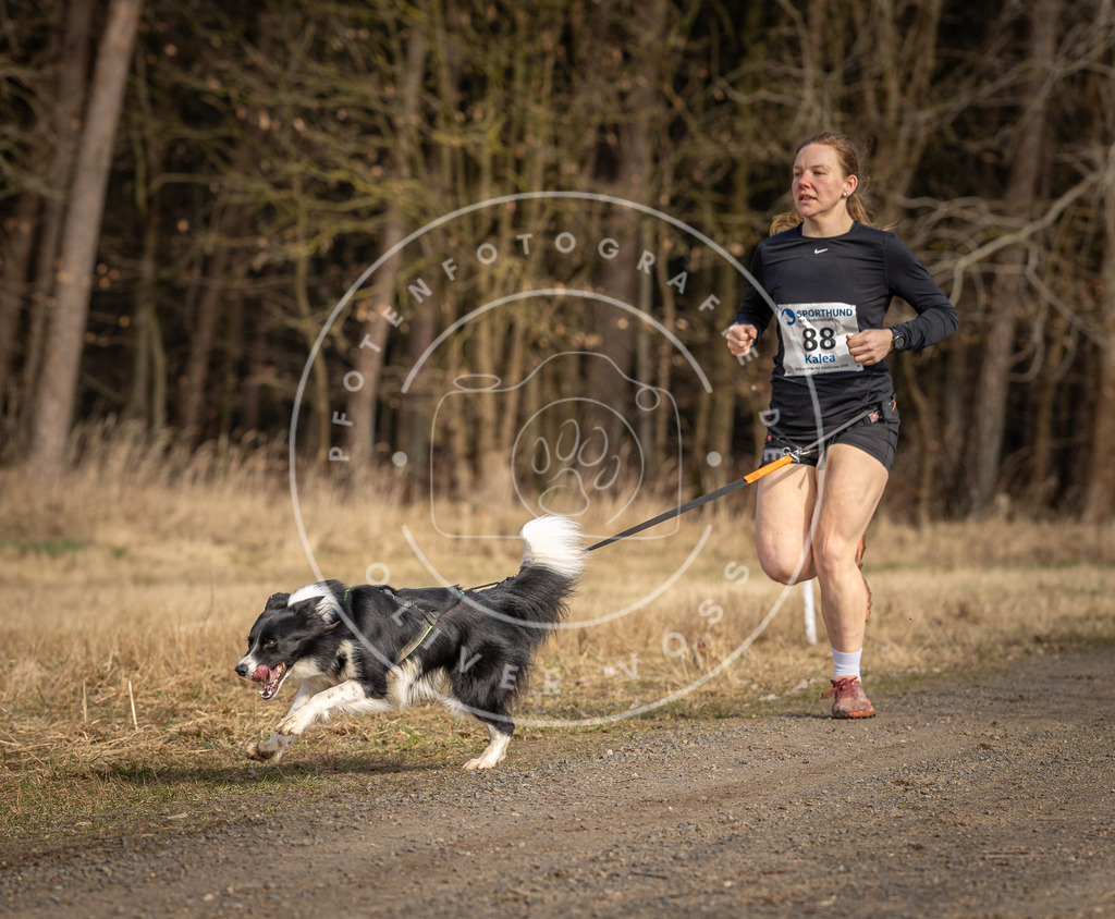 DV3A3893 | Hundefotografie, Tierfotograf, Pfotenfotografie, Fotoshooting Hund, Hunde Portrait, Hundesport, Hundeportraits, Heideshooting, Hunde, Sportfotograf, Hundefotograf, Turnierhundsport, THS,  - Realisiert mit Pictrs.com