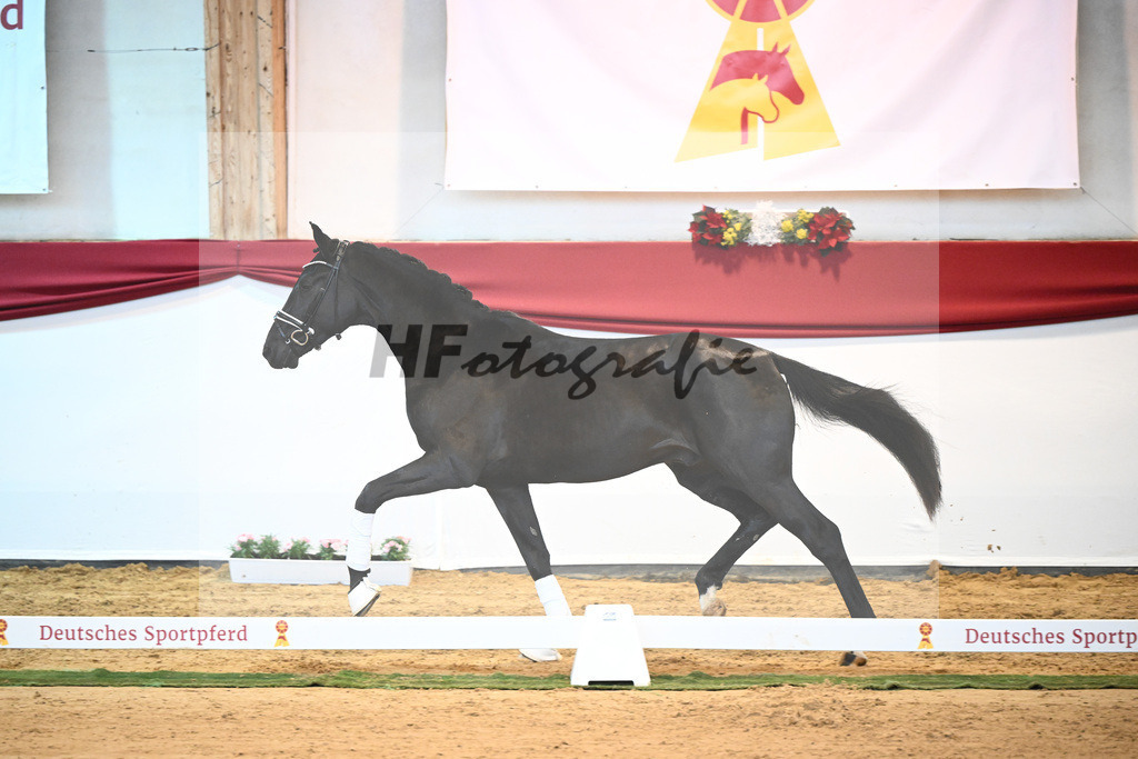 Kat-Nr. 3 Bellany x Florestan I_Schulze-Averdiek_43231660 | hf-fotografie - Realisiert mit Pictrs.com