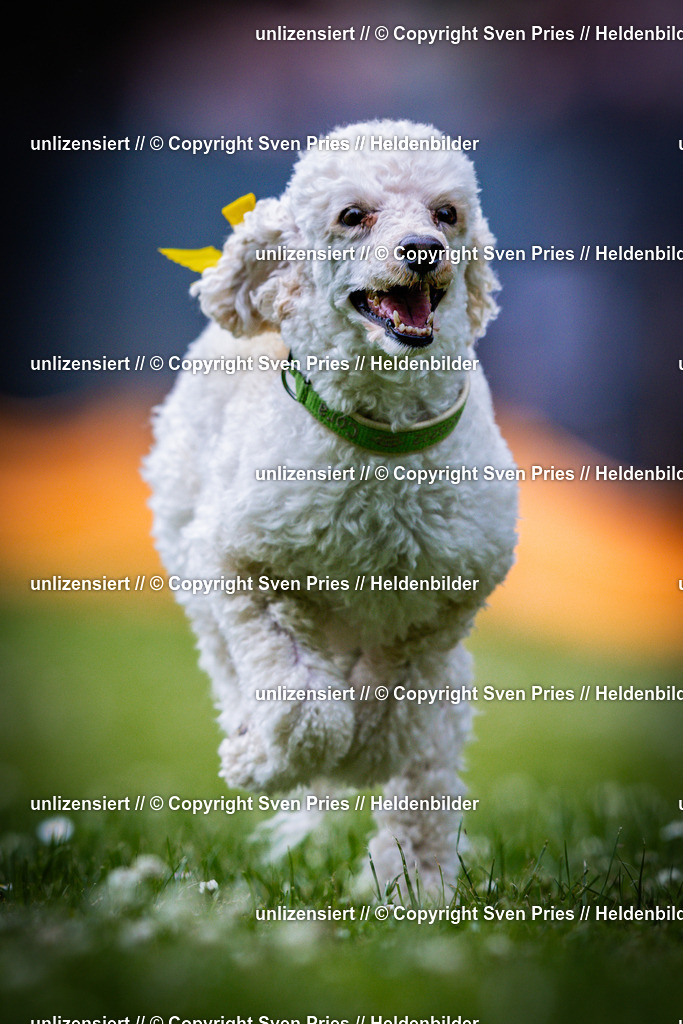 Sven Pries | 2025-05-29 - Pudelrennen KA-Durlach - Realisiert mit Pictrs.com