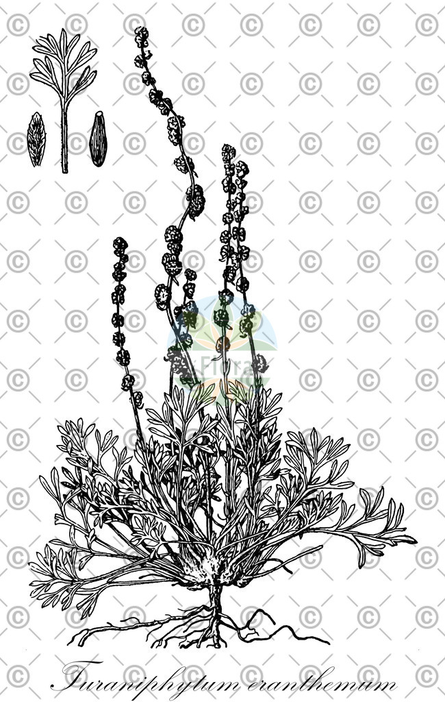 HistAbb_83V6_1_ENZY_Simple | Historische Abbildung von Turaniphytum eranthemum - Asteraceae | Historical Illustration of Turaniphytum eranthemum - Asteraceae