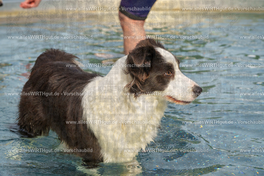 Hundeschwimmen_Grefrath_2026-allesWIRTHgut_Tierfotografie-11_47-FAY08430 | Professionelle Tierfotografie in Mönchengladbach von Daniel Wirth (allesWIRTHgut). Liebevolle & natürliche Bilder von Hunden & Katzen für unvergessliche Erinnerungen.