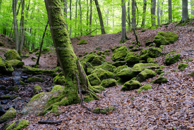 Moosteine und Mossbaum | Landschaftsfoto aus dem Morgenbachtal