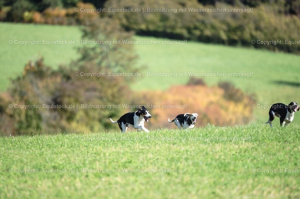 20251011_Jagd-Marbach_0373 | Foto: Thomas Hartig