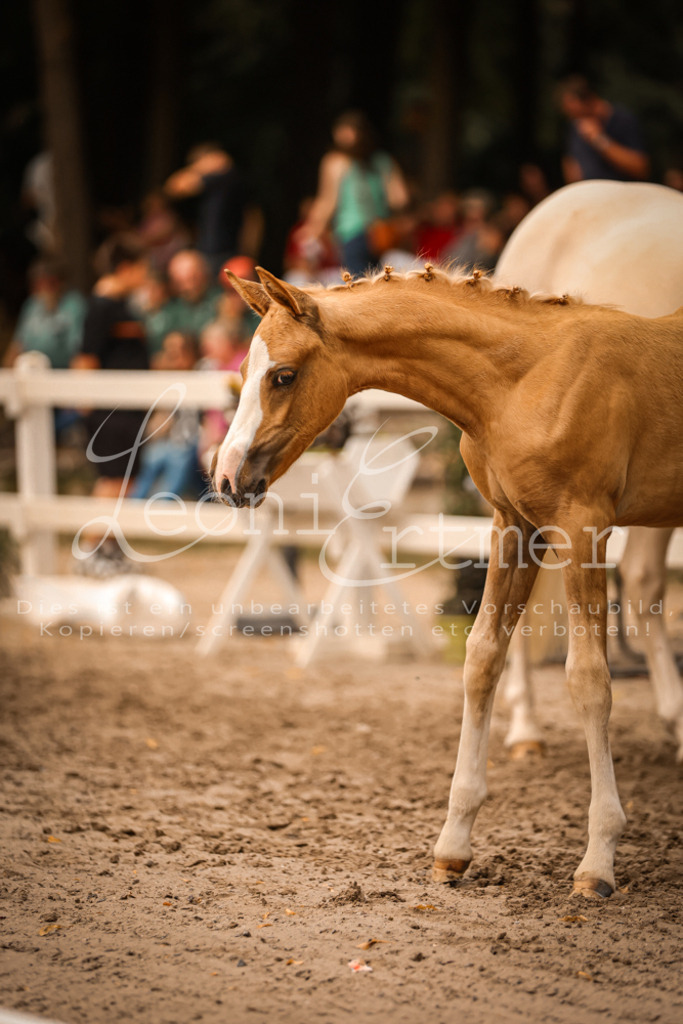 SaPA00249 | Leoni Ertmer Photography - Realisiert mit Pictrs.com