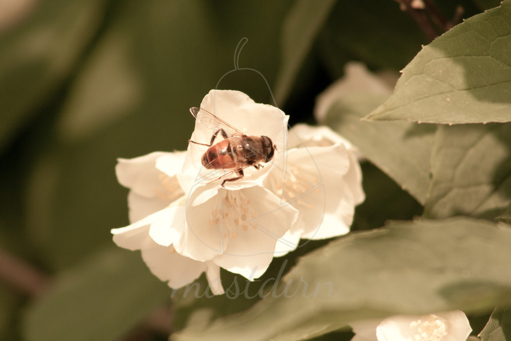 Biene auf Jasminstrauch | Bei Veröffentlichung des Bildes ist eine Namensnennung wie folgt erforderlich: 
Foto: Mostdirn Irmgard Wieser - Realisiert mit Pictrs.com