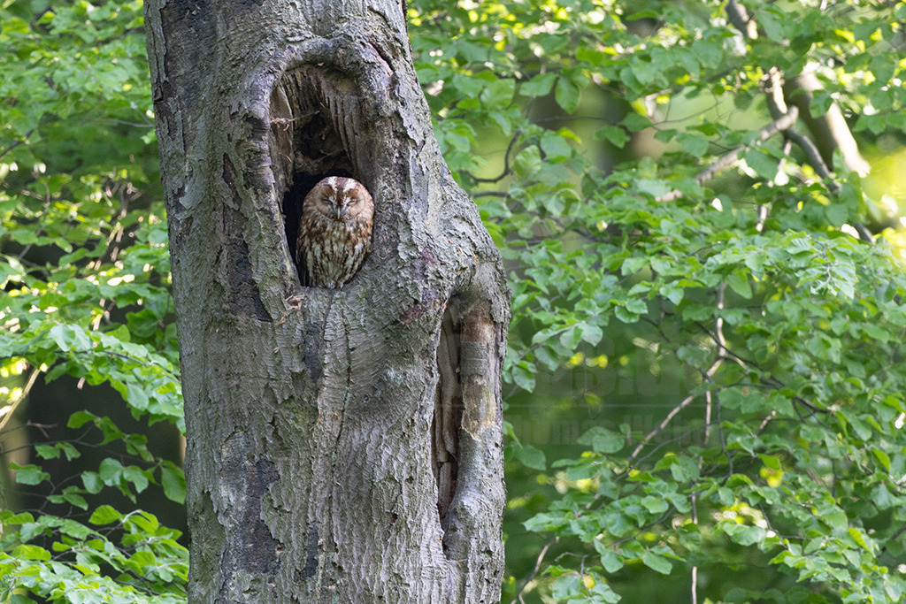 R5NF8652-20230517 | Eine der häufigsten Eulen in Deutschland ist der Waldkauz. Sein Verbreitungsgebiet erstreckt sich über weite Teile Mitteleuropas, und auch in Deutschland kommt er so gut wie überall vor. Passend zu seinem Namen brütet er vor allem in Wäldern, aber auch in Parks, Nistkästen oder manchmal in alten Scheunen. Er ist sehr anpassungsfähig und schläft teilweise sogar in Mauernischen. Als nachtaktiver Jäger erbeutet er hauptsächlich Mäuse und Insekten. - Realisiert mit Pictrs.com