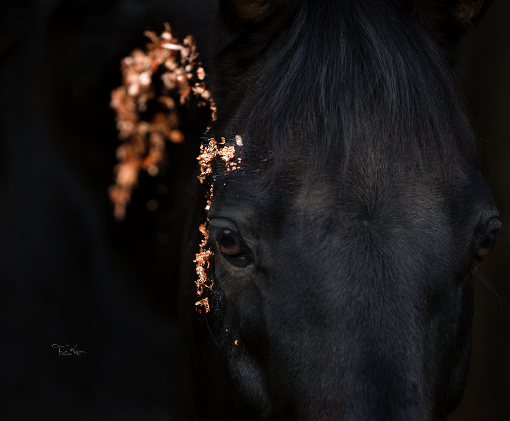 Ramiro 3 | Emotionale Pferde- & People-Fotografie rund um Heidelberg, Leimen & Umgebung. Natürliche Fotos von Pferd, Mensch & Familie. Jetzt Termin sichern!