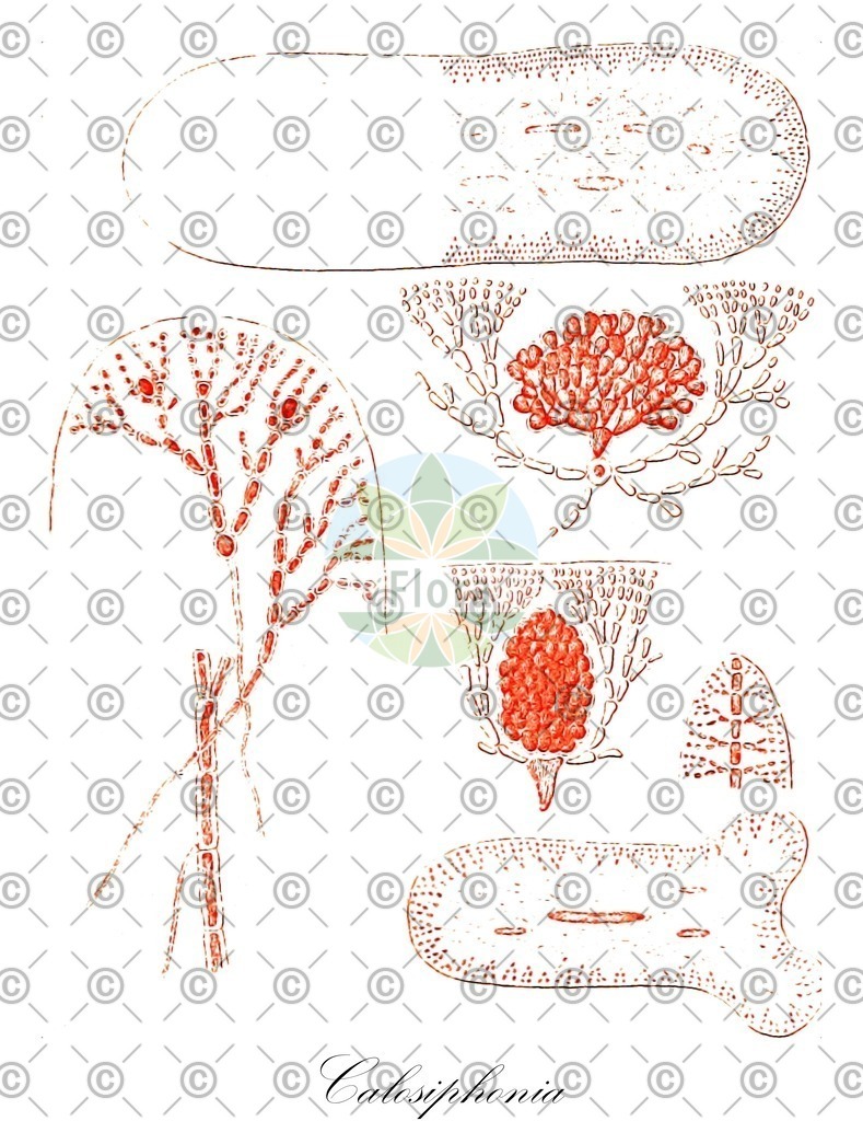 HistAbb_wfo-0000762862_1_ENZY_Simple | Historische Abbildung von Calosiphonia - Calosiphoniaceae (0) | Historical Illustration of Calosiphonia - Calosiphoniaceae (0)