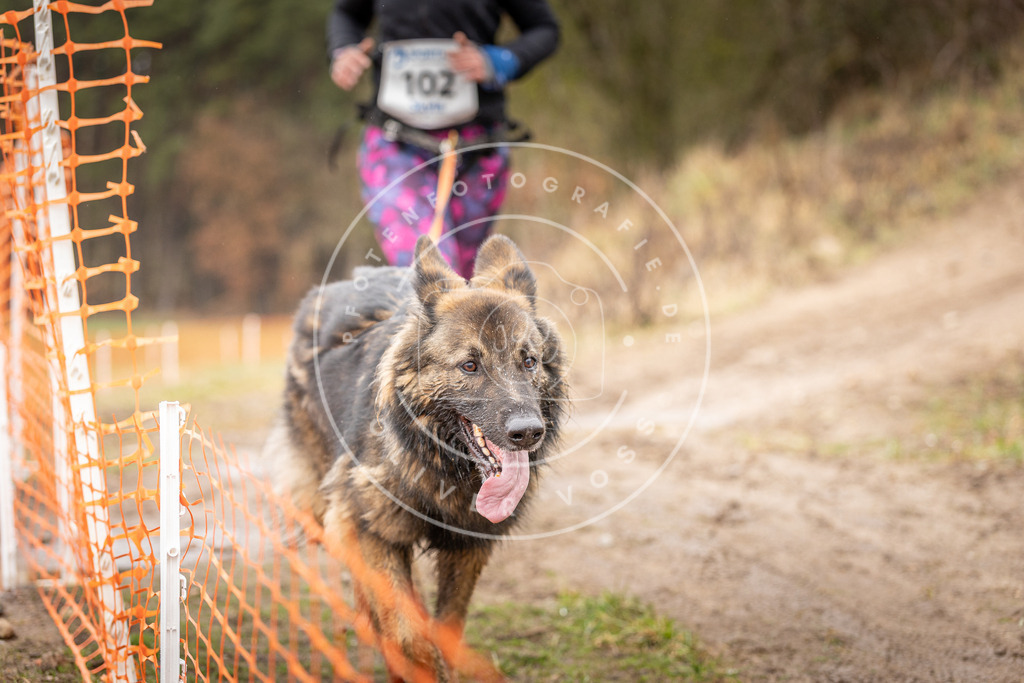 DV3A0593 | Hundefotografie, Tierfotograf, Pfotenfotografie, Fotoshooting Hund, Hunde Portrait, Hundesport, Hundeportraits, Heideshooting, Hunde, Sportfotograf, Hundefotograf, Turnierhundsport, THS,  - Realisiert mit Pictrs.com
