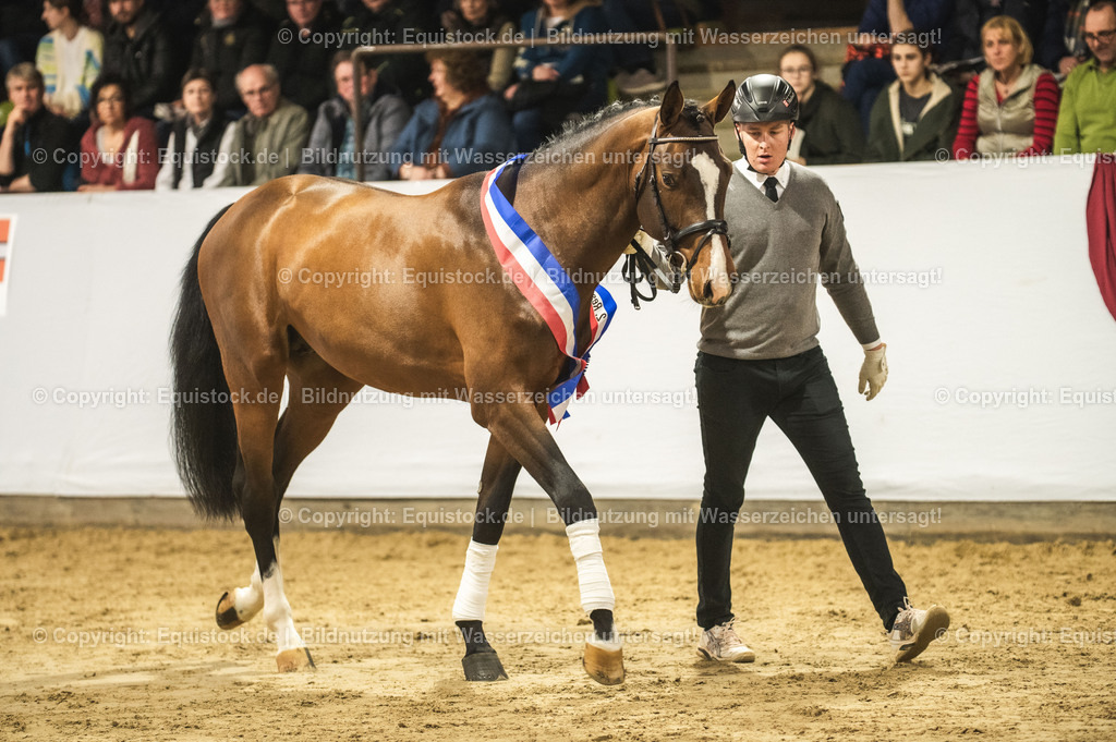 20240302_Hengstvorstellung_Marbach_TOMsPiC_0468 | equistock