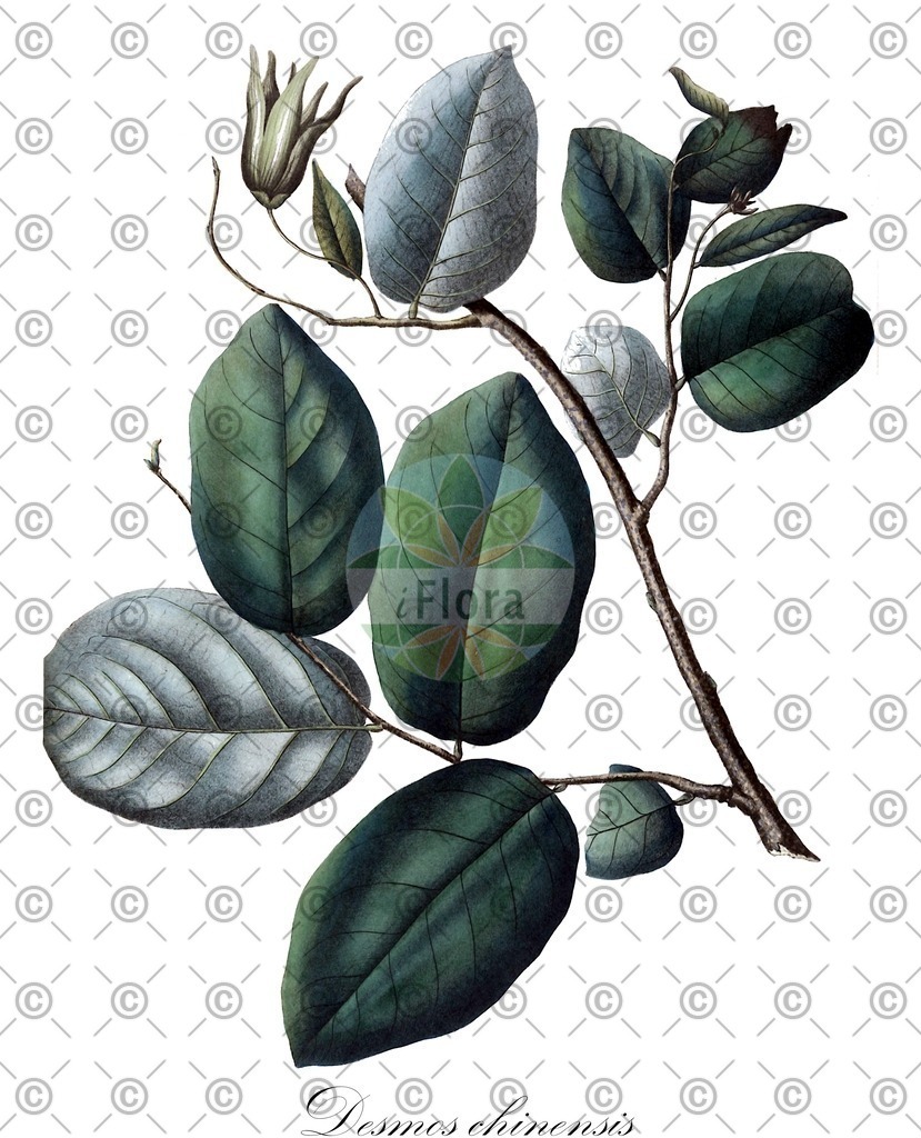 HistAbb_wfo-0001158296_1_ENZY_Simple | Historische Abbildung von Desmos chinensis - Annonaceae | Historical Illustration of Desmos chinensis - Annonaceae