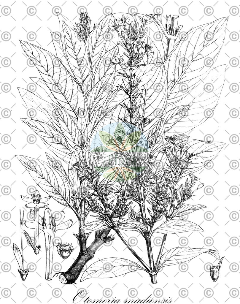 HistAbb_wfo-0000044146_1_ENZY_Simple | Historische Abbildung von Otomeria madiensis - Rubiaceae | Historical Illustration of Otomeria madiensis - Rubiaceae