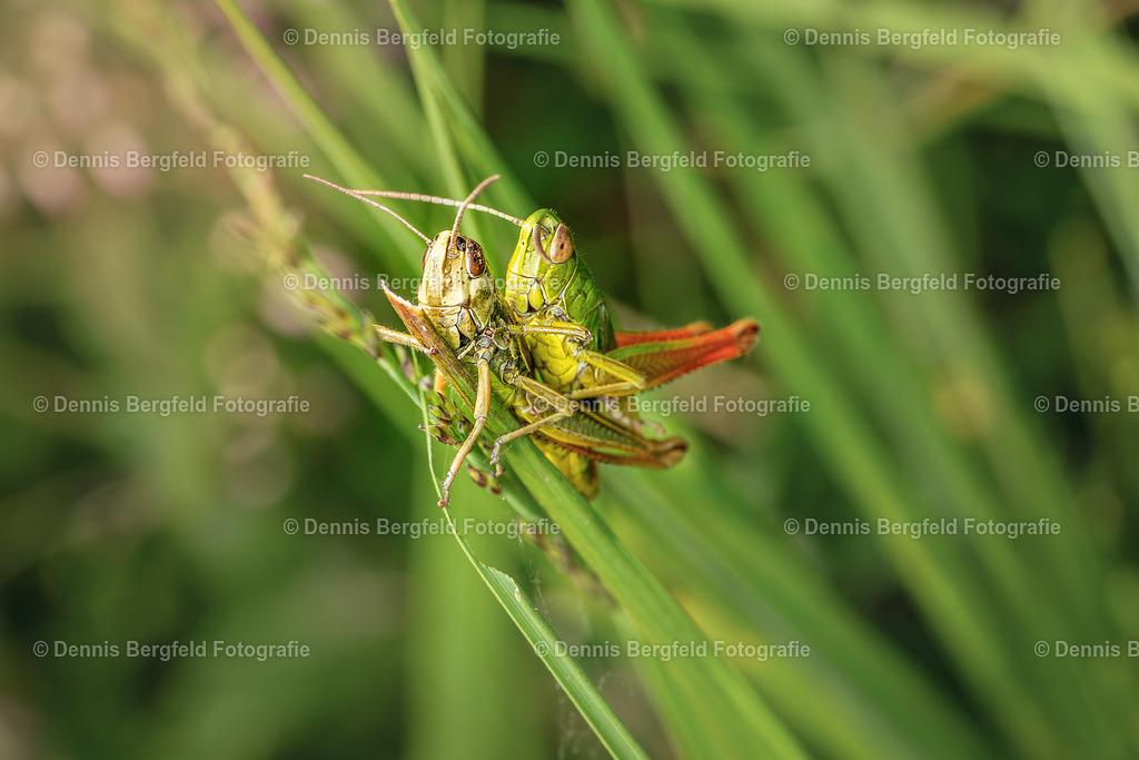 Heuschrecke 3 | Entdecken Sie Natur, Makro und Tierfotografie von Dennis Bergfeld.Besondere Momente und Details der Natur, hochwertig als Foto und Wandbild erhältlich. - Realisiert mit Pictrs.com