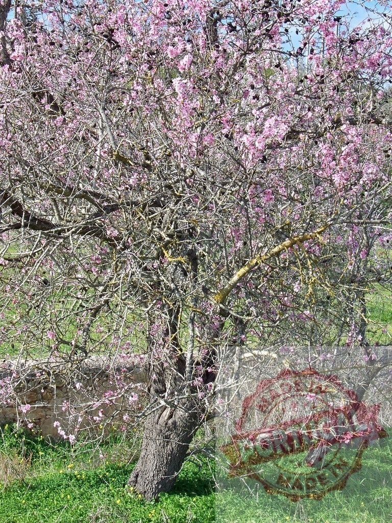 Almond tree blooming pink flowers in spring | Almond tree branches covered in pink blossoms against a blue sky, signifying new growth - Realisiert mit Pictrs.com