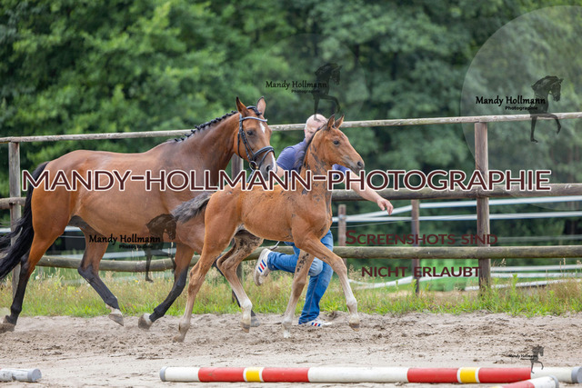 Hexenberg-234 | mandyhollmannphotographie