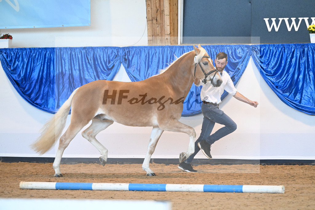 Kat-Nr. 14 Ariat v. Adonis_Dittrich_60220707 | hf-fotografie - Realisiert mit Pictrs.com