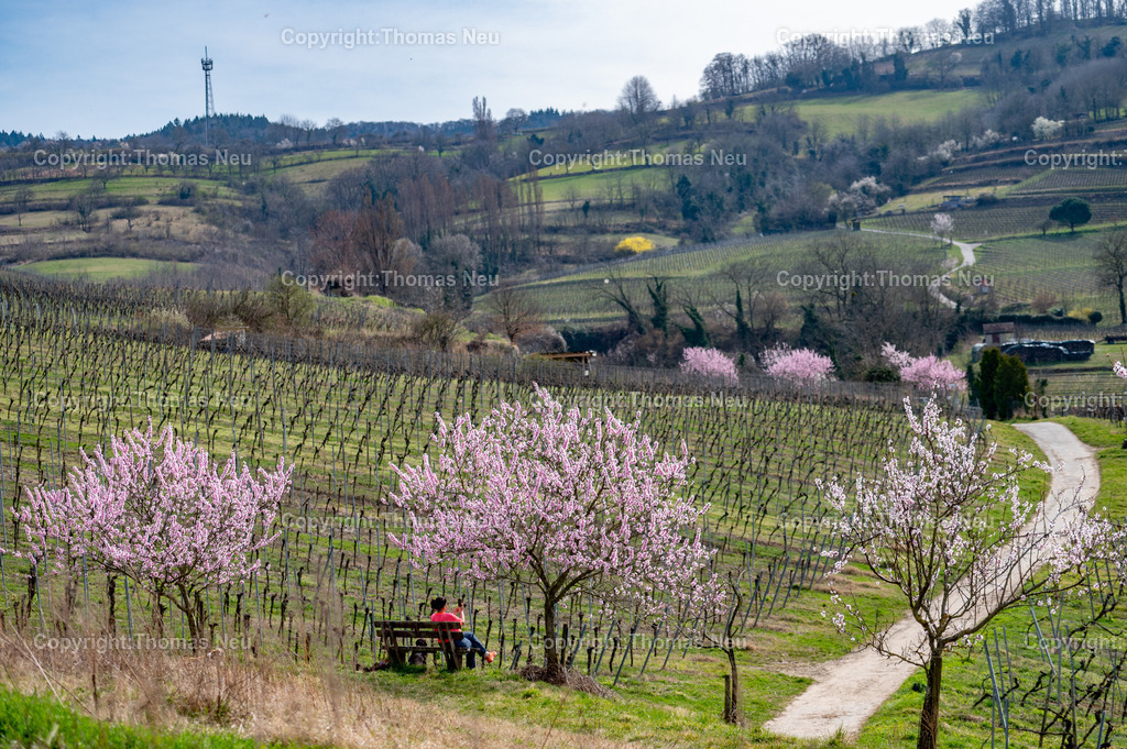 mandelbluete-bergstrasse-weinberge-bensheim-heppenheim-fruehling-Ruhebank-Fotografie-Thomas-Neu-9 | Die Mandelblüte an der Hessischen Bergstraße gehört zu den schönsten Frühlingsmomenten der Region. Ein blühender Mandelbaum steht oberhalb der Weinberge zwischen Bensheim und Heppenheim und bietet einen weiten Blick über die Rebenlandschaft.  Die Kombination aus blühenden Mandelbäumen, Weinbergen und der sanften Landschaft der Bergstraße macht diese Szene zu einem typischen Motiv des Frühlings in Südhessen.,Bild: Thomas Neu