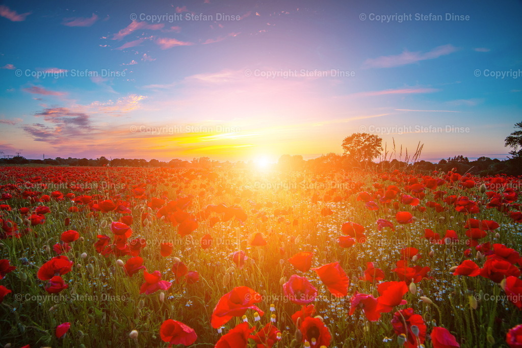 Poppy meadow in the beautiful light of sunset | Poppy meadow in the beautiful light of sunset - Realisiert mit Pictrs.com
