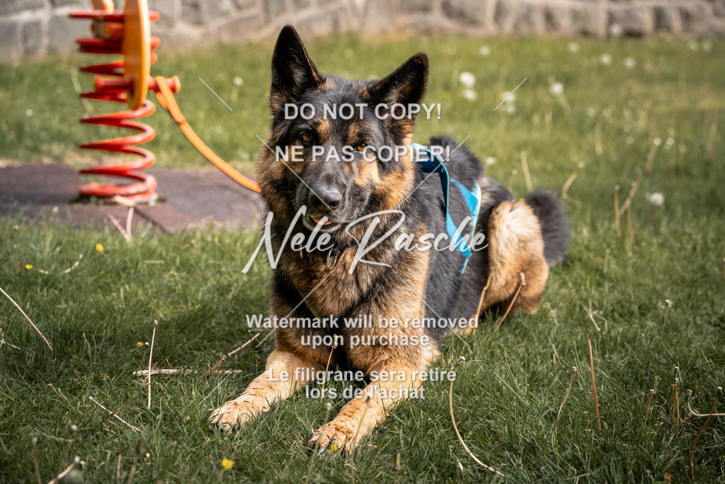 nelerasche_SaAbends_80 | nelerasche