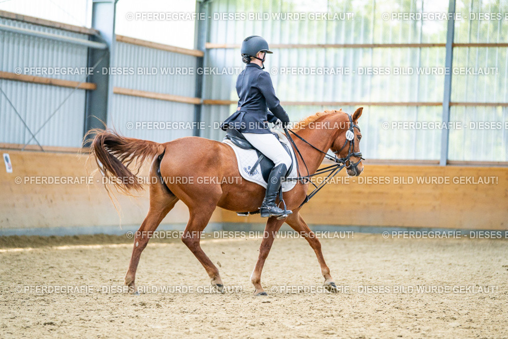 DSC04975 | Pferdegrafie