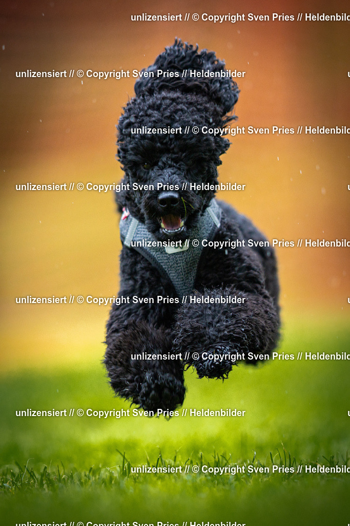 Sven Pries | 2025-09-21 - Hunderennen Baden-Oos - Realisiert mit Pictrs.com