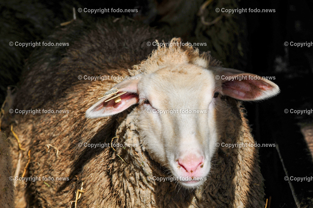 Linz_ Bauernhof_ 11.04.2025-43 | 11.04.2025, LINZ, AUT, Landwirtschaft, Bauernhof, im Bild Schafe, Schaf, Lamm, Bock, Tiere, Nutztiere, Freilandhaltung, Paarhufer