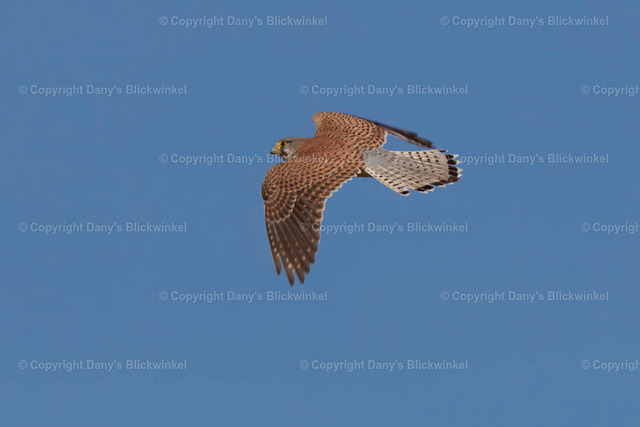 201889 | Tierfotografie, Tierkalender, Tierbilder, Insekten, Spinnen, Vögel, Schmetterling, Libellen, Leinwand, Colorkey, Qualität, Geschenkartikel, Geschenk - Realisiert mit Pictrs.com