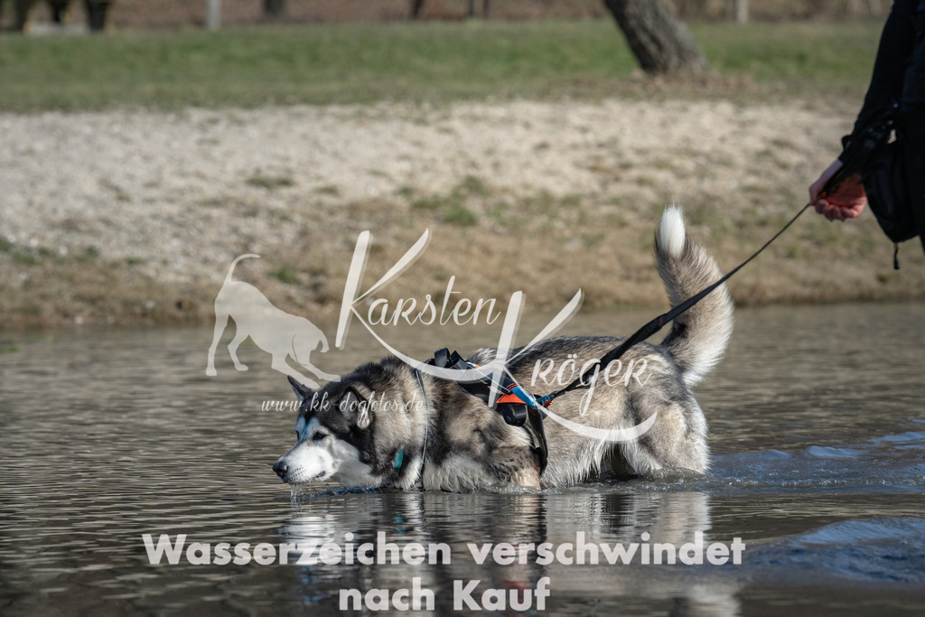 1409_ZZ99955 | kk-dogfotos