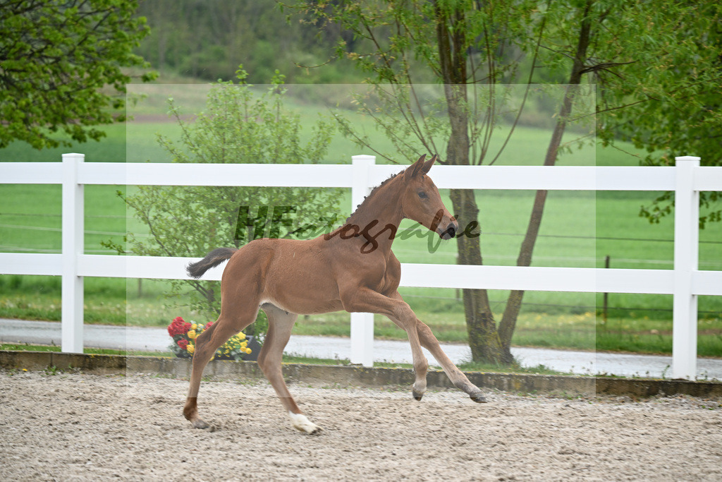 Kat-Nr. 41 SF Comanchero x Zinedream_Wanner_23261432 | hf-fotografie - Realisiert mit Pictrs.com