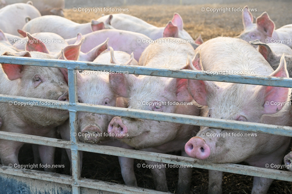 Schweine_ 18.12.2023-3 | 18.12.2023, Linz, AUT, Bauernhof, im Bild Bauernhof, Stall, Schweine, Schweinehaltung, Schweinezucht, Fleisch, Hausschwein, Landwirtschaft, Aufzucht, Bio