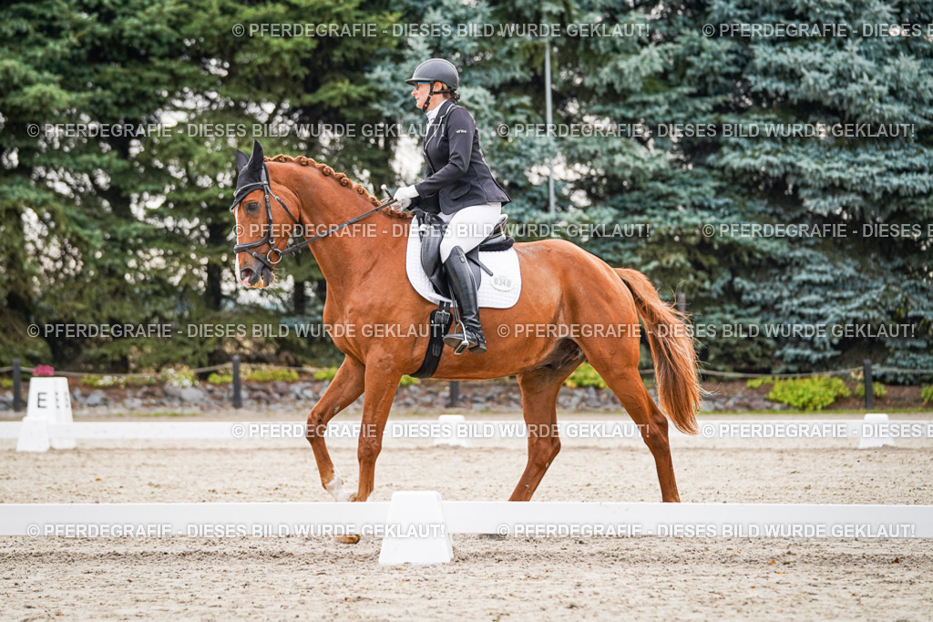 DSC00248 | Pferdegrafie