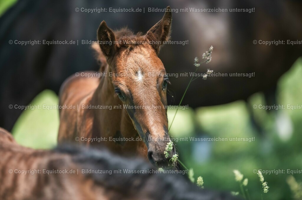 20210617_Fohlen_0122 | Foto: Thomas Hartig