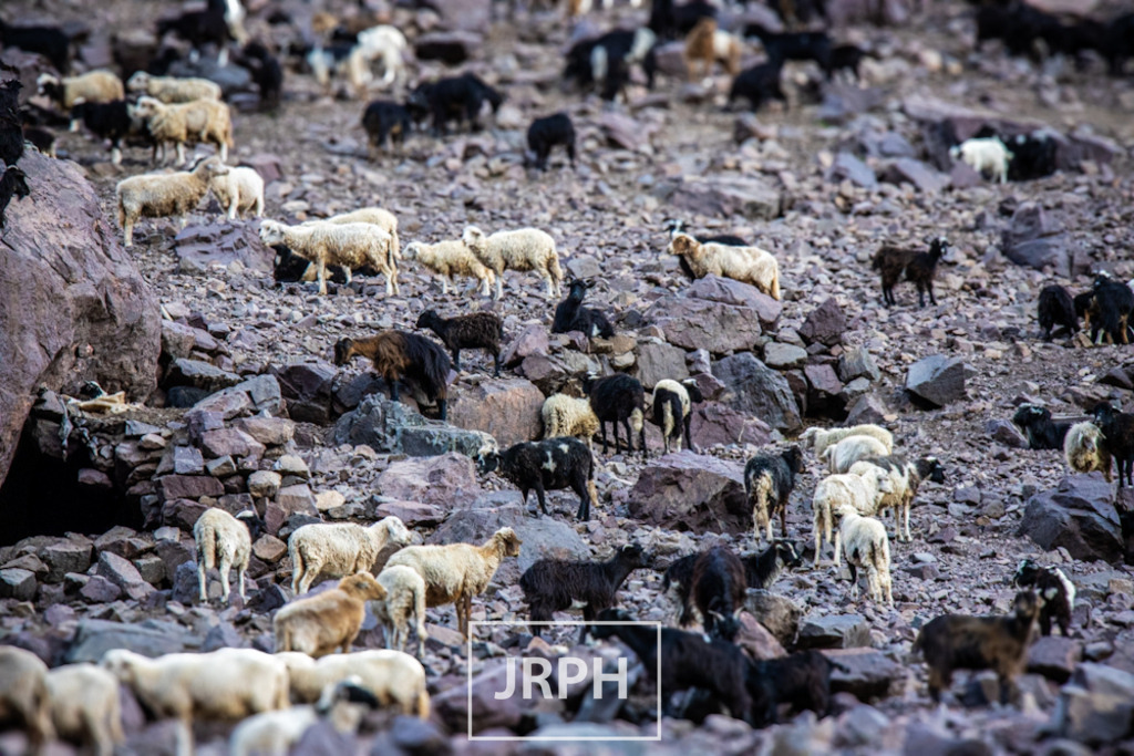 IMG_8821 | jrph - Realisiert mit Pictrs.com