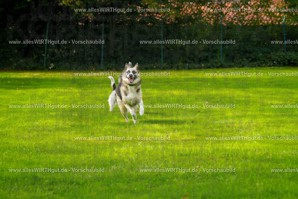Hundeschwimmen_Grefrath_2026-allesWIRTHgut_Tierfotografie-11_19-FAY08193 | Professionelle Tierfotografie in Mönchengladbach von Daniel Wirth (allesWIRTHgut). Liebevolle & natürliche Bilder von Hunden & Katzen für unvergessliche Erinnerungen.