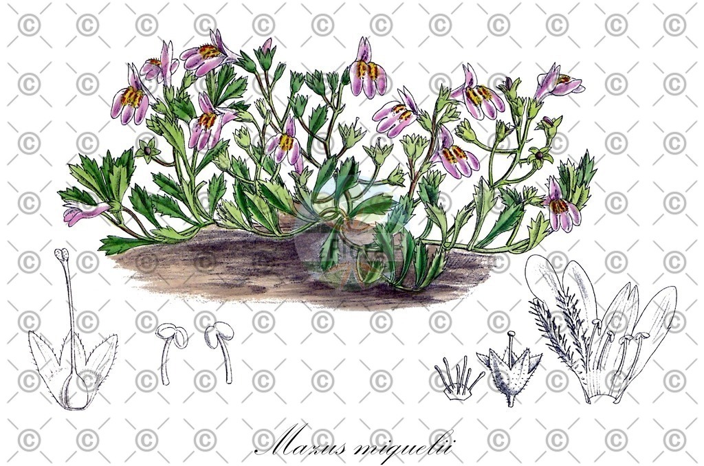 HistAbb_wfo-0001251597_1_ENZY_Simple | Historische Abbildung von Mazus miquelii - Mazaceae | Historical Illustration of Mazus miquelii - Mazaceae (creeping mazus)