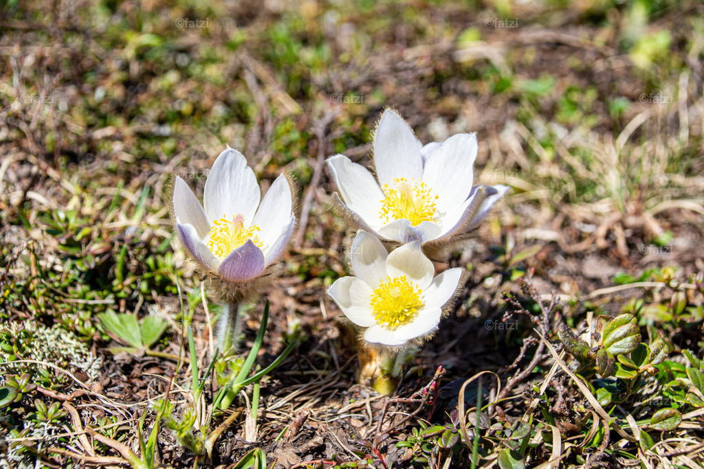 Lesachtal-Juni21_122130-k | Fatzi Bilder-Archiv! 
Die Bilder sind für private Nutzung lizenzfrei. Die kommerzielle Nutzung ist möglich und erwünscht, jedoch bitte ich um vorherige Kontaktaufnahme per E-Mail (info@fatzi.at) oder unter +43 650 7828269 - Realisiert mit Pictrs.com