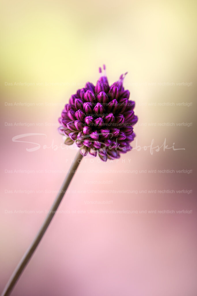 Kugellauch | People- und Tierfotografie, Imageaufnahmen, Veranstaltungsfotografie und Wandbilder aus der Natur ★ Made in Germany ✔️ Druck + Downloads ✔️ Naturfotografie in Top Qualität ★ schneller Versand, weltweite Lieferung! - Realisiert mit Pictrs.com