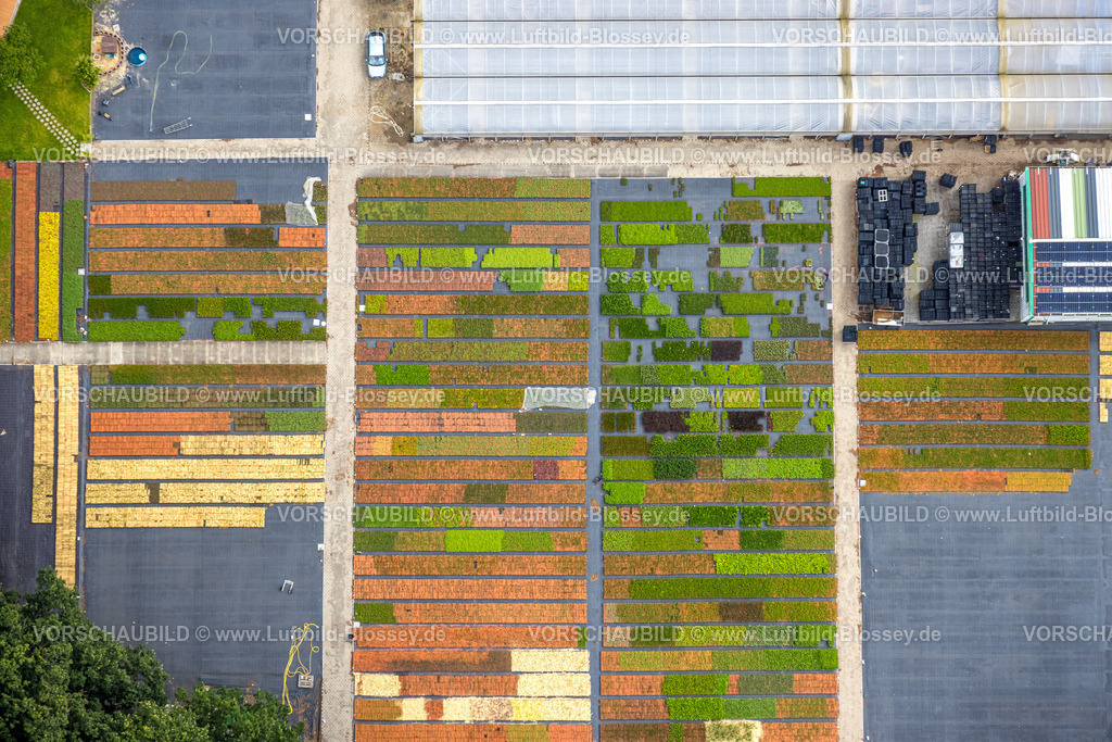 Bottrop240701430Kirchhellen | Luftbild, Stauden Koster Gartenbau Staudenkulturen, Sensenfeld, Formen und Farben, Kirchhellen-Süd, Bottrop, Ruhrgebiet, Nordrhein-Westfalen, Deutschland