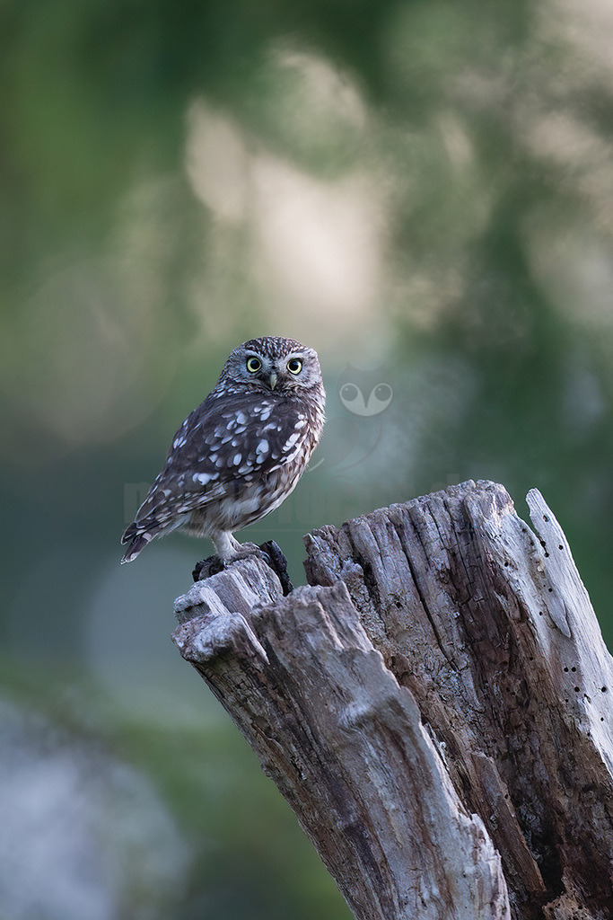 R6NF1849_20240706 | Den Steinkauz findet man vor allem in westlichen Teilen Deutschlands in offenen Landschaften. Er brütet oftmals in unmittelbarer Nähe zum Menschen in Gebäudenischen, Ställen und Baumhöhlen. Den kleinen Kauz kann man relativ oft auch tagsüber beobachten, da er gerne auf offenen Sitzwarten verweilt. Seine weißen Augenbrauen verleihen ihm einen strengen Blick. Schon in der griechischen Mythologie spielte er eine Rolle und war eine Art Bote der Göttin Athene. - Realisiert mit Pictrs.com