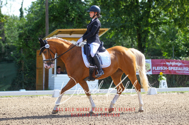 DKP42815 | Turniersportfotografie; Pferdefotografie; Dressurfotografie