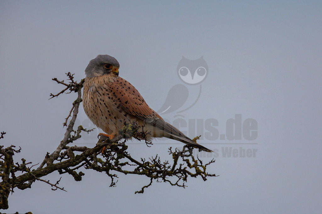 20200111-663A6659 | Der Turmfalke ist der am häufigsten vorkommende Falke Mitteleuropas. Der Öffentlichkeit ist er relativ vertraut, da er sich auch Städte und Stadträume als Lebensraum erobert hat und öfter beim „Rüttelflug“ zu beobachten ist.  - Realisiert mit Pictrs.com