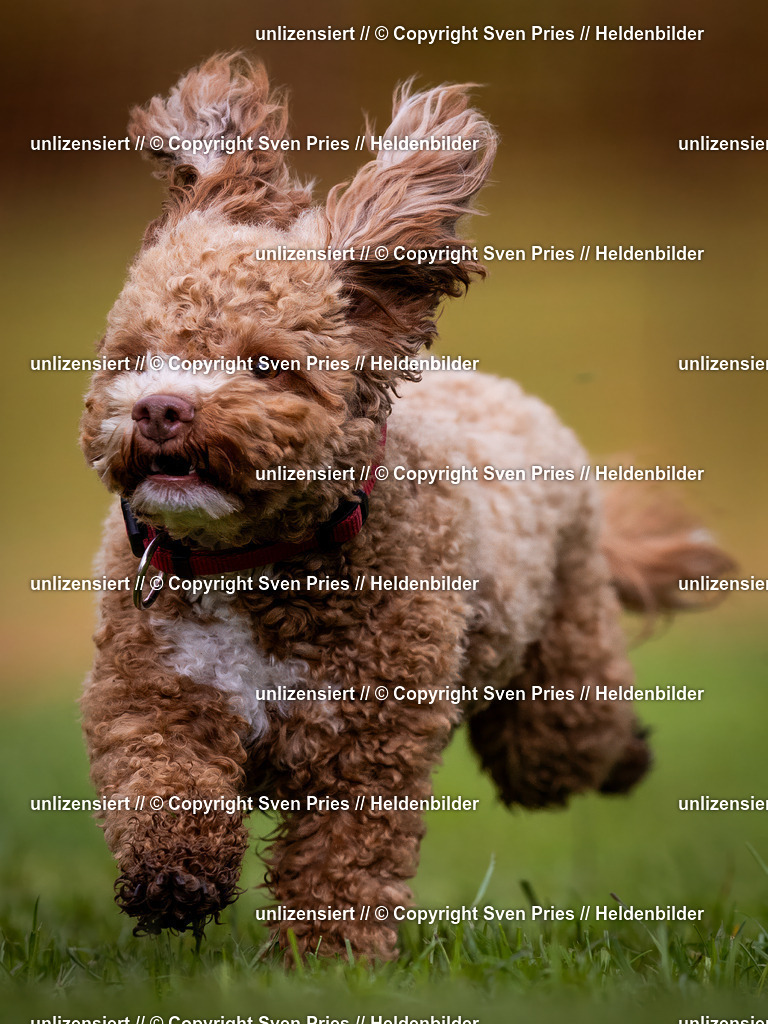 Sven Pries | 2024-04-21 - Hunderennen Baden-Oos
Foto: Sven Pries - Realisiert mit Pictrs.com